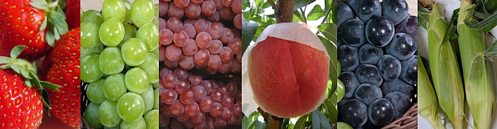 山梨県産桃ぶどう直売所